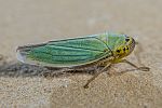 Cicadella viridis - Binsenschmuckzikade