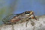 Cicadetta musiva