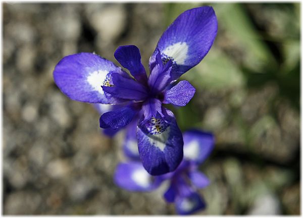 Iris histrio