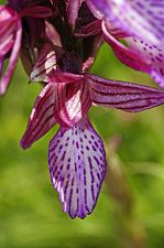 Orchis papilionacea ssp alibertis
