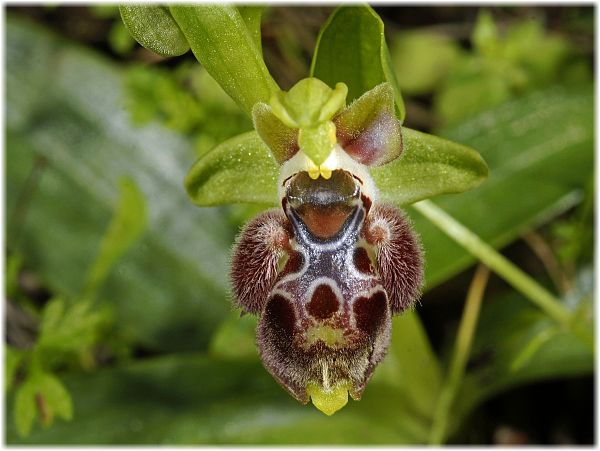 Ophrys attica