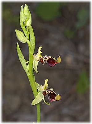 Ophrys isaura