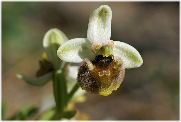 Ophrys levantina