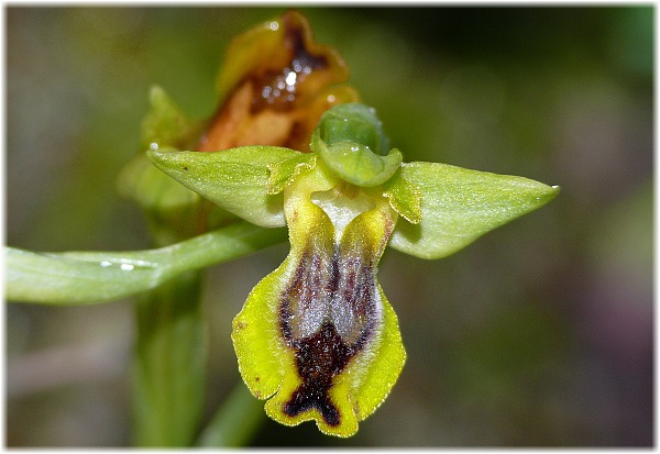 Ophrys lutea ssp minor