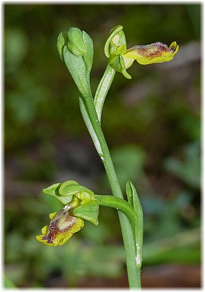 Ophrys lutea ssp minor