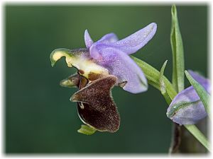 Ophrys saliarisii