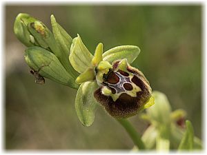 Ophrys untchjii