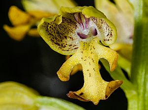 Orchis punctulata