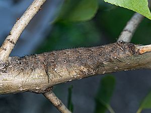 Gastropacha populifolia Raupe