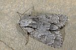 Acronicta tridens