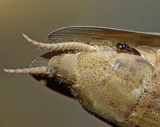 Mantis religiosa Mantibaria