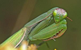 Mantis religiosa Weibchen