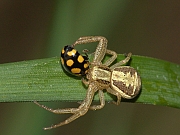 Spinne und Marienkfer