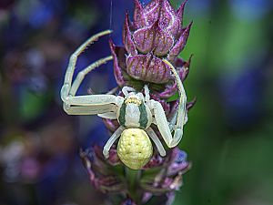 Misumena vatia