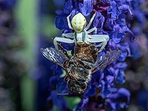 Misumena vatia