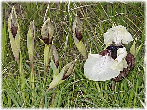 Iris iberica ssp elegantissima