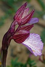 Orchis papilionacea ssp expansa