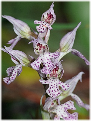 Orchis lactea var conica