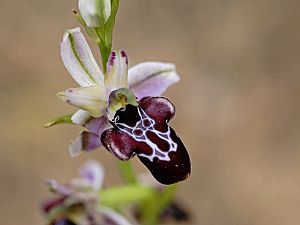 Ophrys antalyensisX