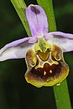 Ophrys aramaeorum