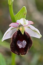 Ophrys balearica