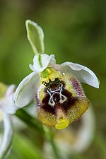 Ophrys biancae