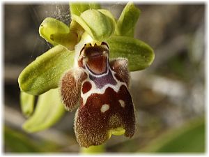 Ophrys flavomarginata