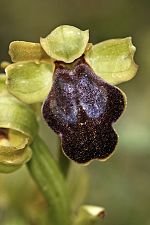 Ophrys fusca ssp creberrima