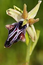 Ophrys hystera