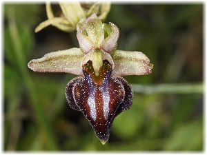 Ophrys morio
