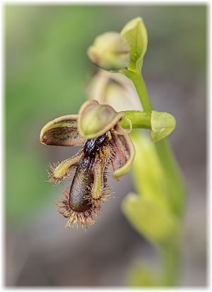 Ophrys regis-ferdinandii