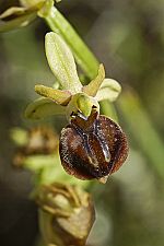 Ophrys sphegodes ssp cretensis