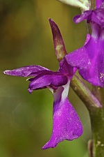 Orchis pseudolaxiflora