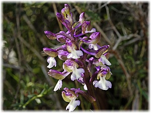 Orchis syriaca