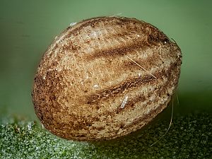 Cossus cossus