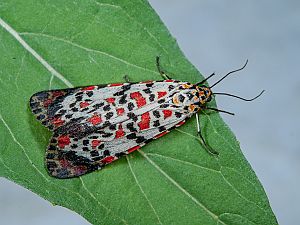 Utetheisa pulchella