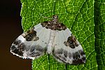 Plemyria rubiginata - Milchweier Bindenspanner