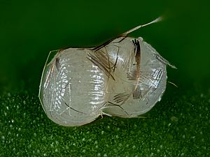 Apamea monoglypha