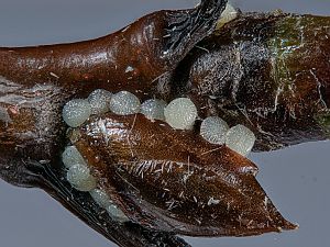 Cirrhia ocellaris