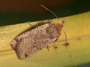 Conistra erythrocephala