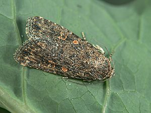 Spodoptera exigua