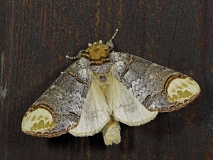 Phalera bucephala
