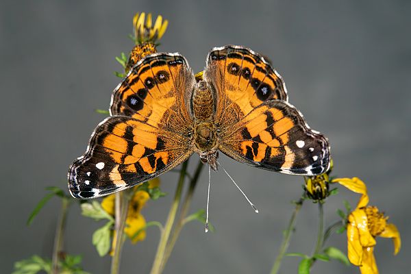 Vanessa virginiensis