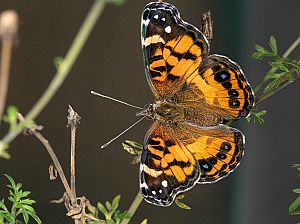 Vanessa virginiensis