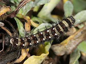 Vanessa virginiensis