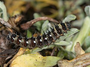 Vanessa virginiensis