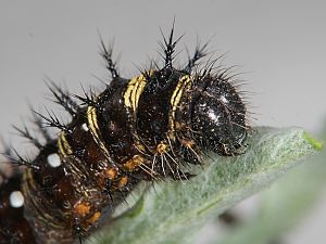 Vanessa virginiensis