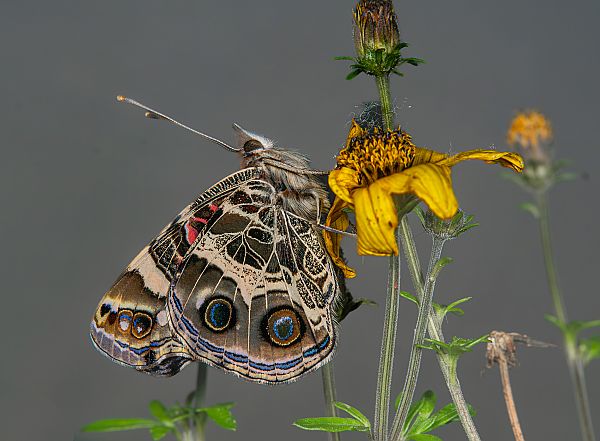 Vanessa virginiensis