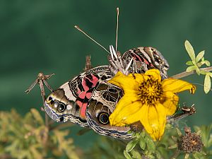 Vanessa virginiensis