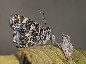 Vanessa virginiensis